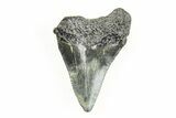 1.62" Juvenile Megalodon Tooth - South Carolina - #196169-1